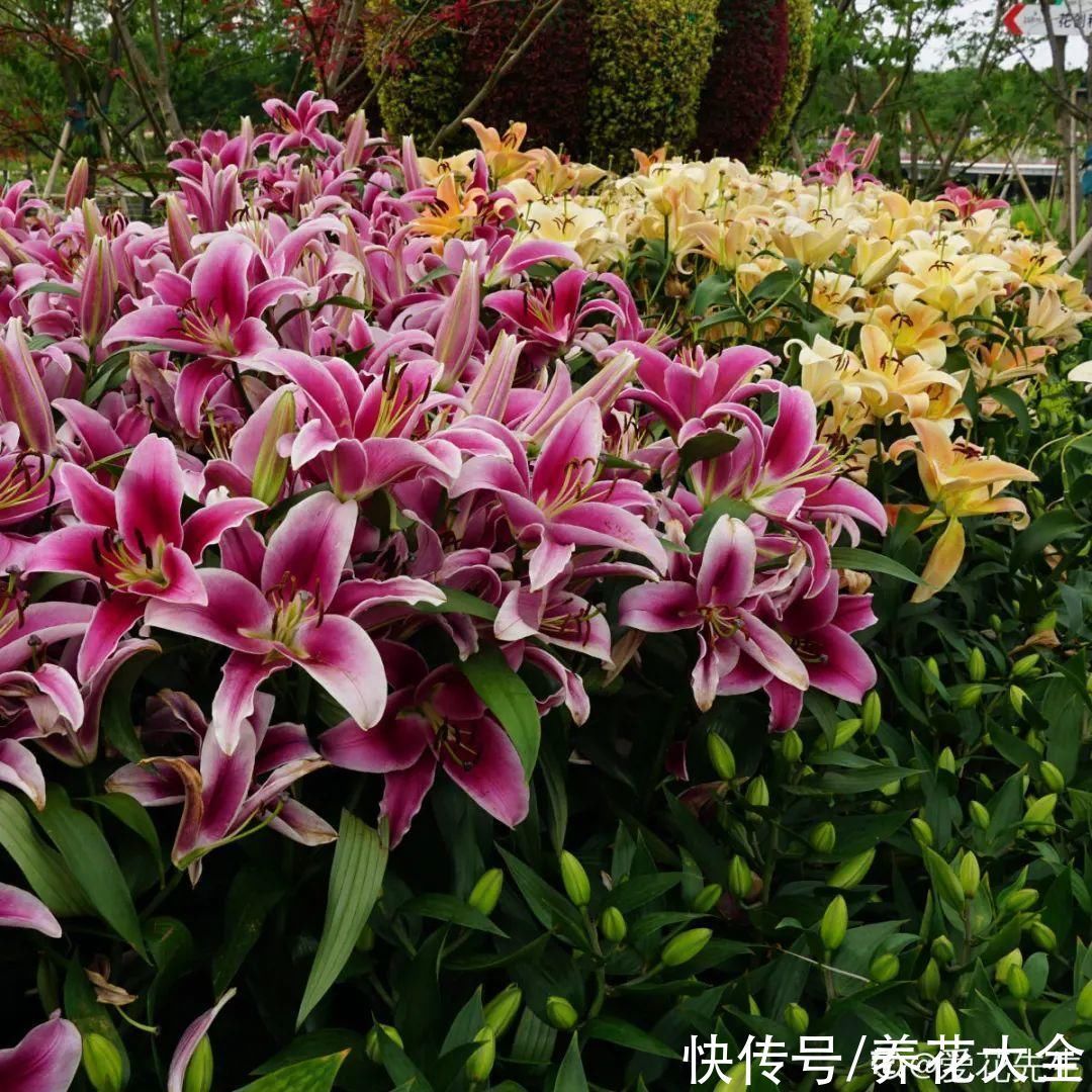 枝叶|7种花冬天会假死,叶子掉光不要扔,明年还能大爆花