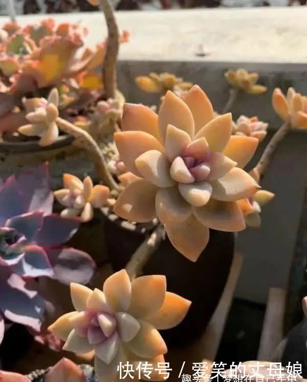 你喜欢老桩多肉吗?