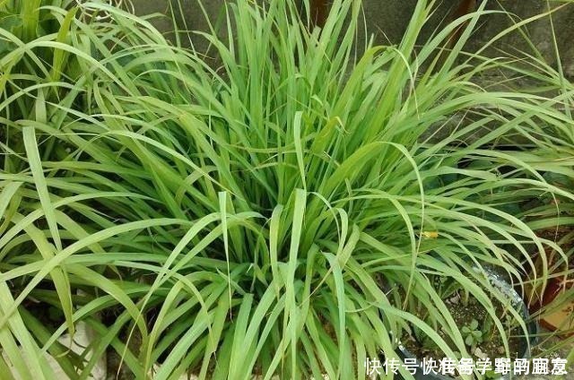 栀子花|6种“花”,自带香味,室内养1盆,比清新剂强1倍,无毒又环保!