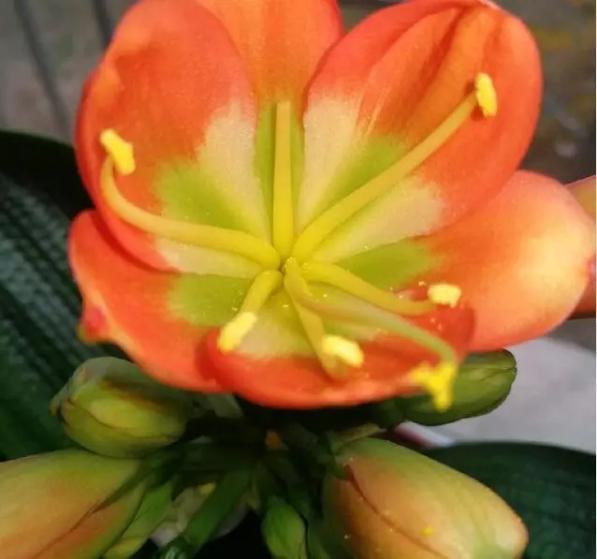 王先生养君子兰,10天一罐“它”,一枝30朵,一开就“2次”!