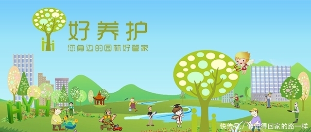 盘点白茶花的三大品种,纯白剔透!你见过么?