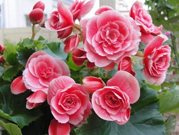 养花就养“它”,比牡丹艳、比玫瑰红,花开一整年,好养易爆盆