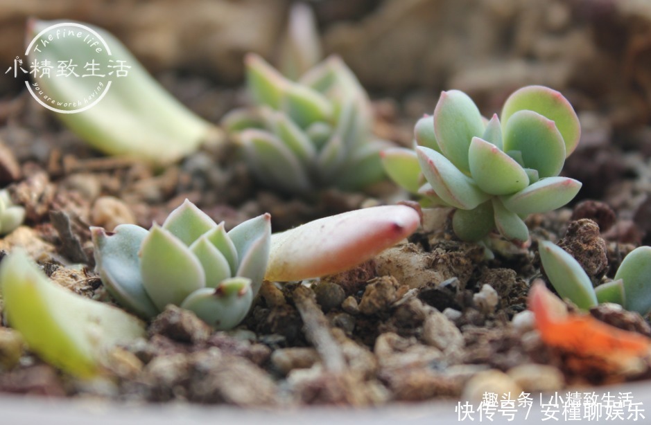 生根|多肉叶插出芽后,遵循“4字”原则,安全过渡,保命为主