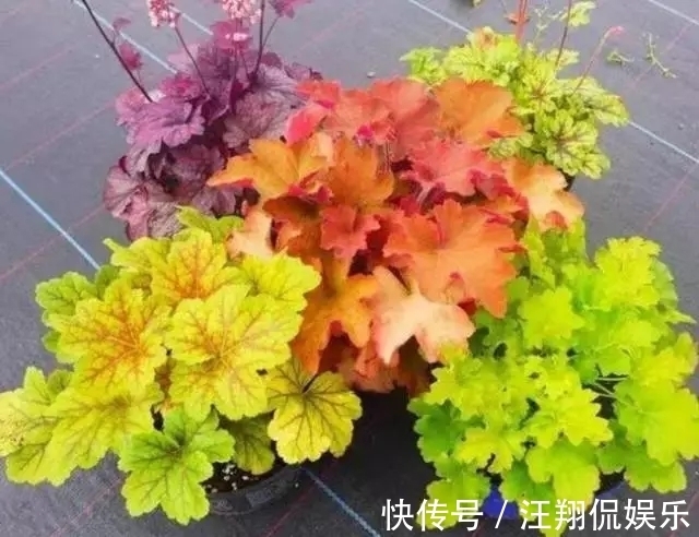 调色盘|1种花卉耐冻耐旱，被誉为“调色盘”，叶子就是五颜六色