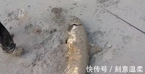 钓获大鱼很激动,冲进泥水抱住大鱼,媳妇应该不会骂吧