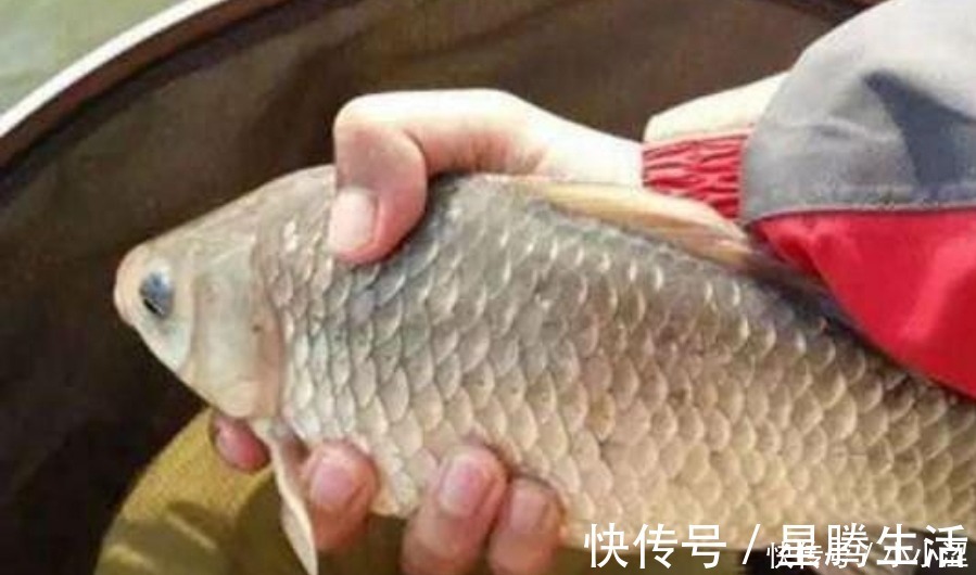 上钩的鲫鱼不够大?三十年老钓手:冬天不用这狠招就亏大了