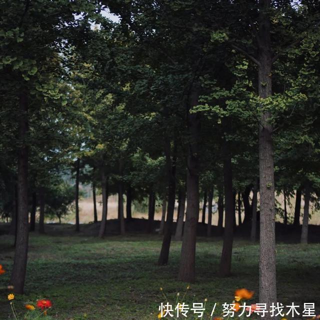 奶盖|一年热卖200万杯的喜茶招牌!换个新做法,香到人人夸!