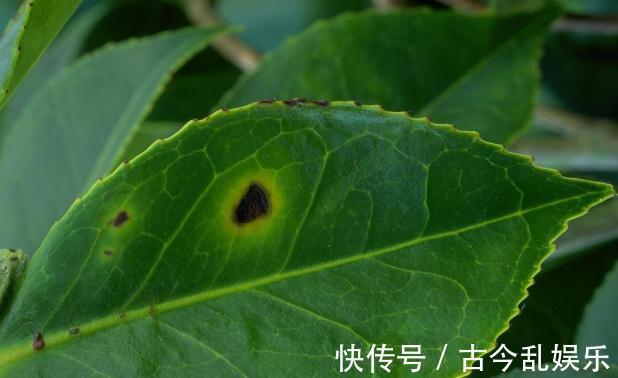 虫害|家里的花草爱生虫生病?盘点养花常用药,不再白花钱