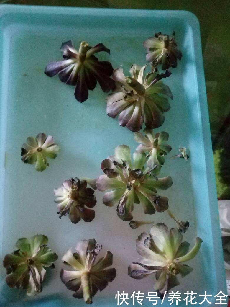 叶心处|多肉出现4种情况,其实是在求救,要赶紧重视起来