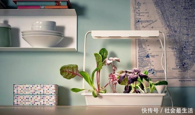 外国人发明的“室内小菜园”,一年四季长爆盆,太神奇了……!