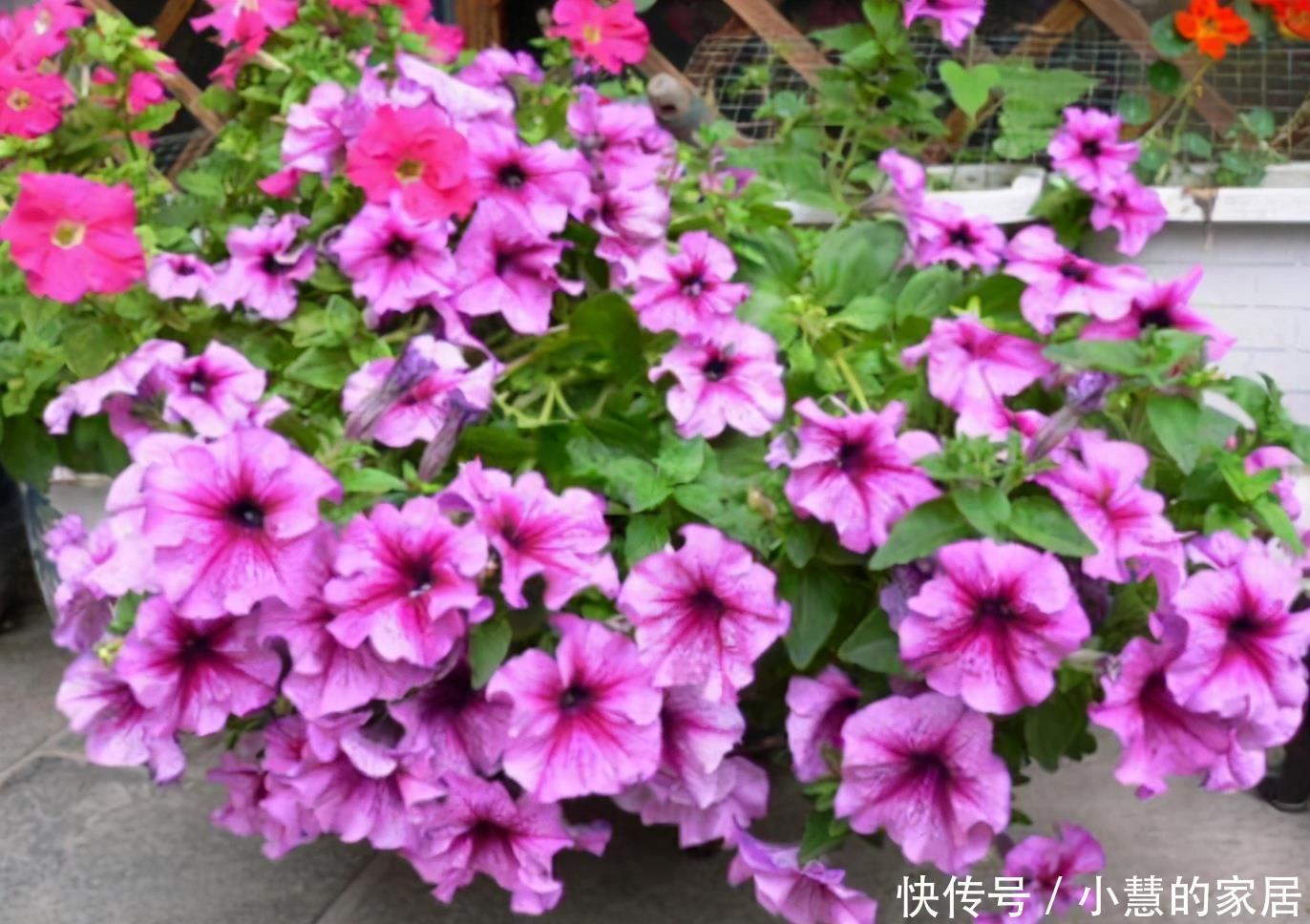 简单|6种四季常开的花,开花量大花香浓郁,养护简单爱开花