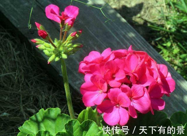 花朵|进入八月,6种花要多晒太阳,越晒花朵娇艳,开花越勤