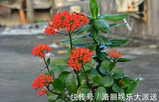 “5种花”养一盆在家,旺人又旺财,一开就是300多天,好养、漂亮