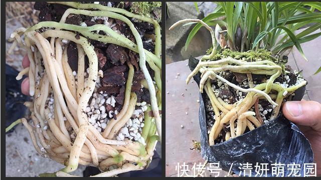 新手|君子兰有“6怕”,难怪总是养不好,新手规避