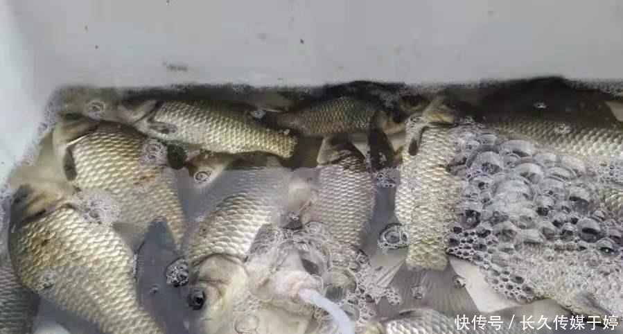 “泡沫”就能解决,何必用商品鲫鱼饵?