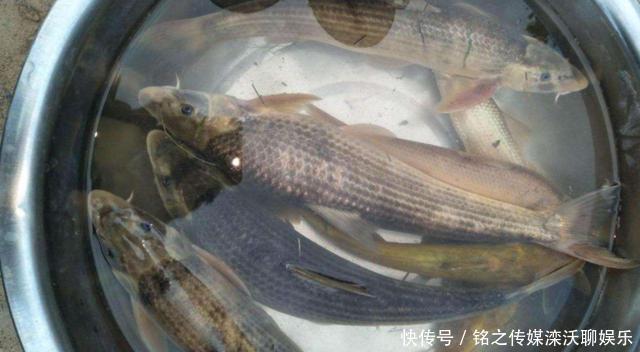 人称“水米子”,短短30年,从泛滥到稀缺,迄今无法人工养殖
