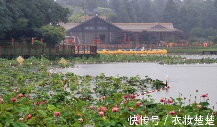 “四蒂睡莲”长什么样?一起来花博园看荷花、莲花群芳争艳