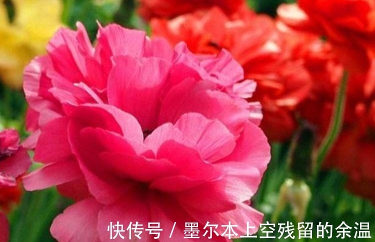 家里养这几款植物,娇小不占地,花儿轻松开爆盆,适合阳台盆栽