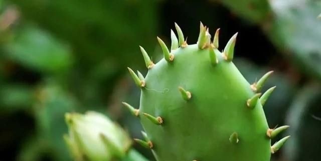 糖尿病|4物是天然的“吸糖王”,每天换着吃,稳定血糖,或远离糖尿病