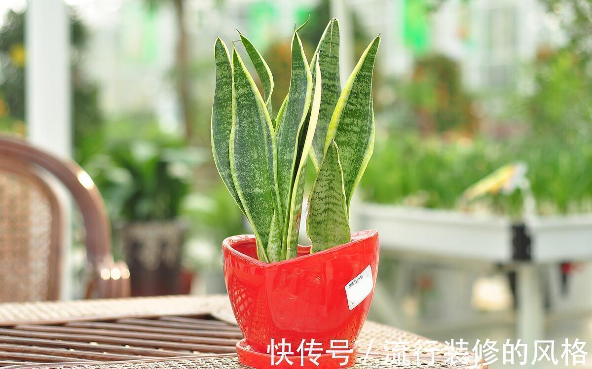 这5种植物不挑剔环境,好活又漂亮,园艺小白练手正合适