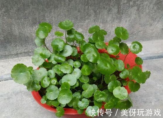 盆栽别花钱买了，就这几根铜钱草枝条，教你如何轻松就爆盆