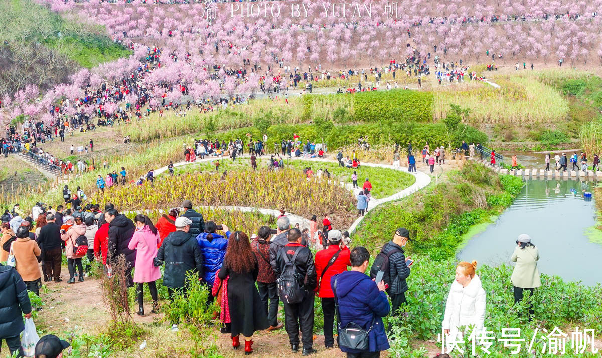 康庄|重庆主城地铁旁的免费花海，游人摩肩接踵，真的太美太火爆了