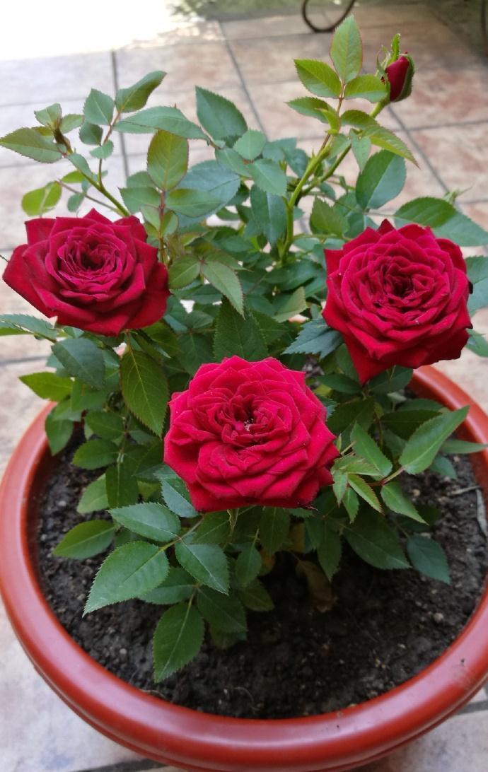 分享2个冬天扦插的小方法,10种花现在扦插正当时,生根快又壮