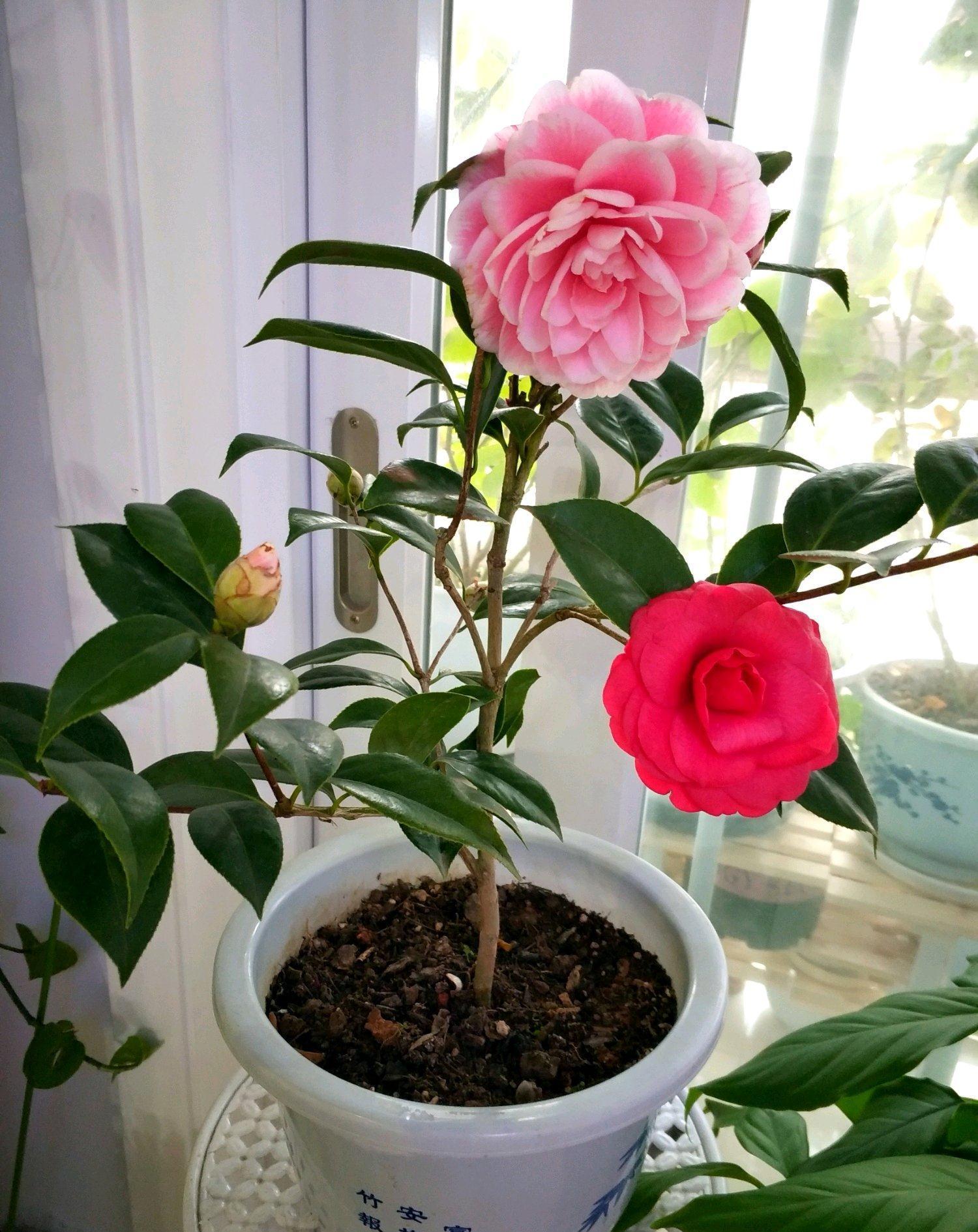 10大吉祥花，客厅有空地一定要养一盆，高档又好养，旺财又旺家