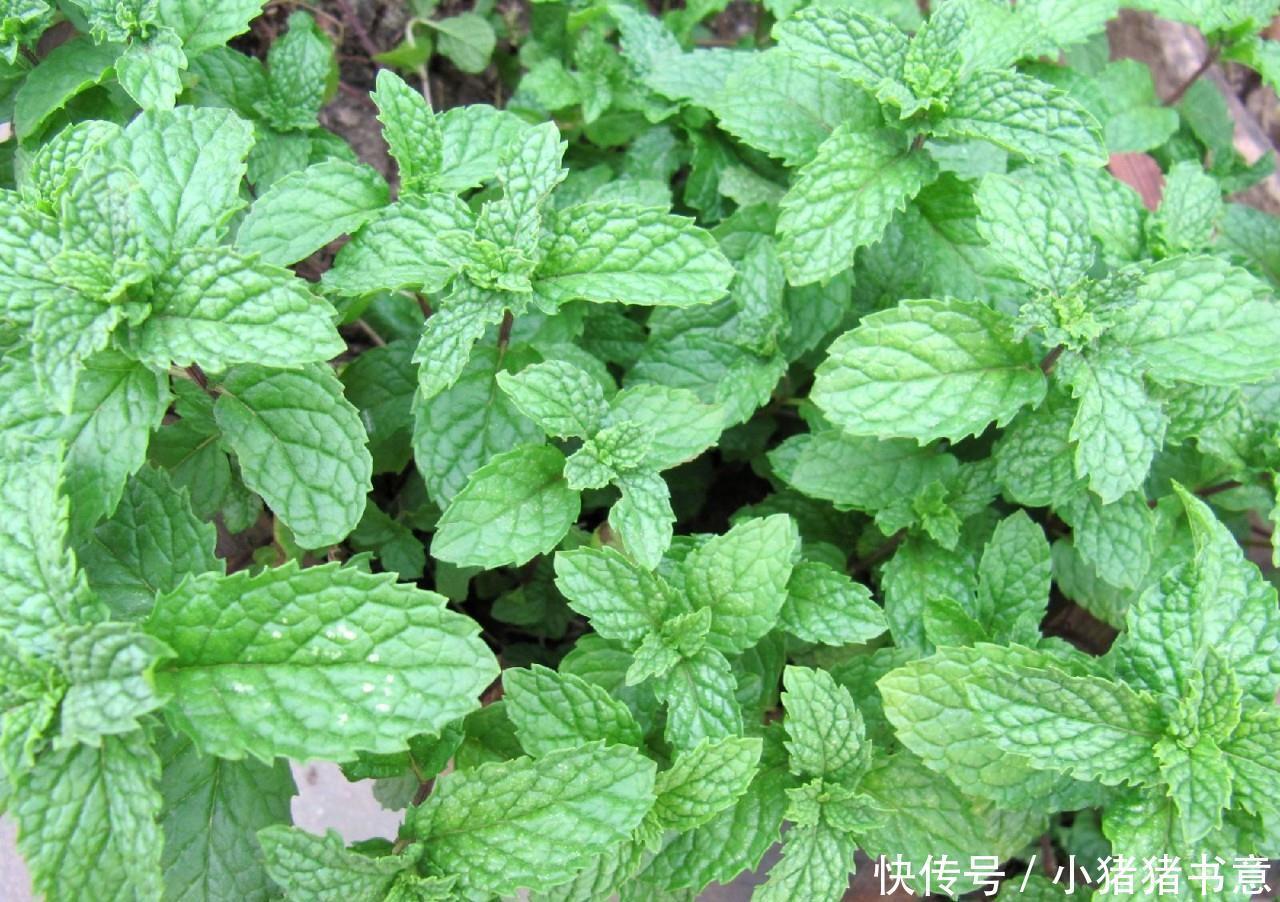 喜欢叶子有香味的花?5种芳香的绿植,比绿萝更好养更耐看