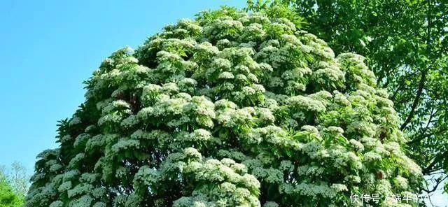 八种臭气熏天的植物,花型却很美丽