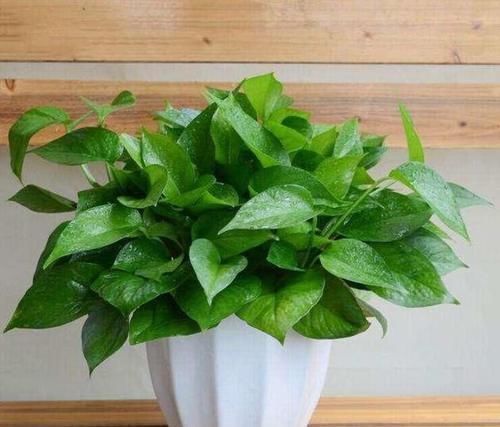 叶子绿油油|用大蒜养花,长得快不烂根、20年不长虫叶子绿油油!花开长势旺盛