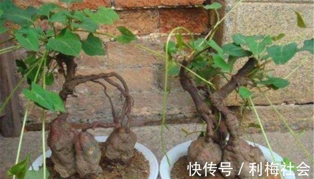 灵芝|4种“名贵中药”做盆景,一养就是30年,土豪出价“5万”都不卖!