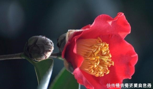 空气湿度|茶花掉花苞的原因，藏在一句“顺口溜”里，古人的经验，值得借鉴！