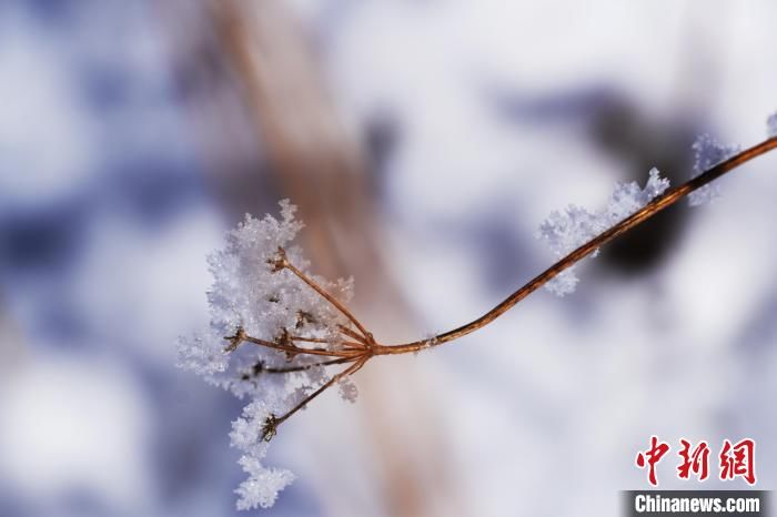 降雪|四川若尔盖：雪后雾凇若诗若画