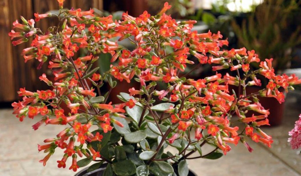 长寿花“难养活”?不妨试试这样做,成活率高,还能再养七八年!