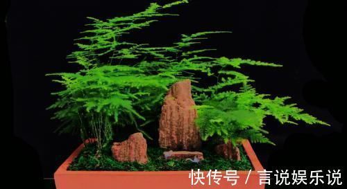 排水|养花不死,全靠盆土,用这个土养花,能活几十年