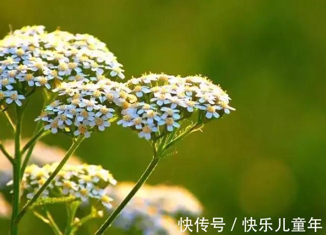 耐寒|花园里最好养的15种多年生植物，非常适合新手，你家有吗