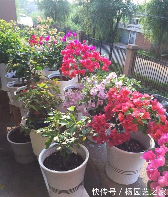 红掌|4种“漂亮花”,从年头开到年尾,耐旱又耐晒,一年赏花300天