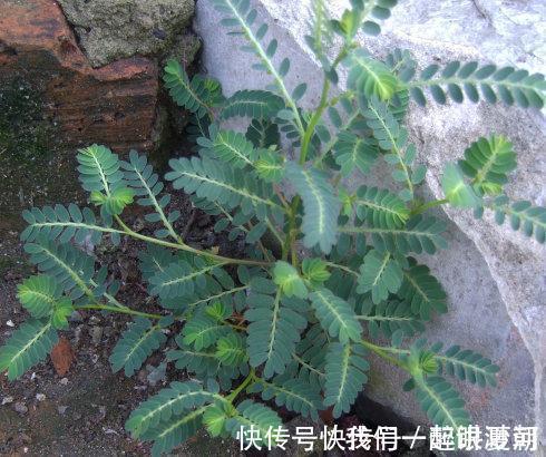 野草|感冒咳嗽老不好,不要不停吃药,不妨试试此野菜,化痰止咳润肺