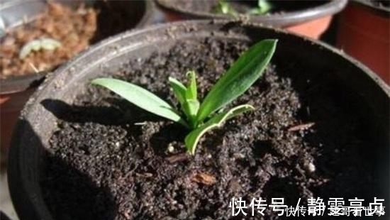 最不适合养花的几种土壤,千万不要用,否则黄叶烂根养不活