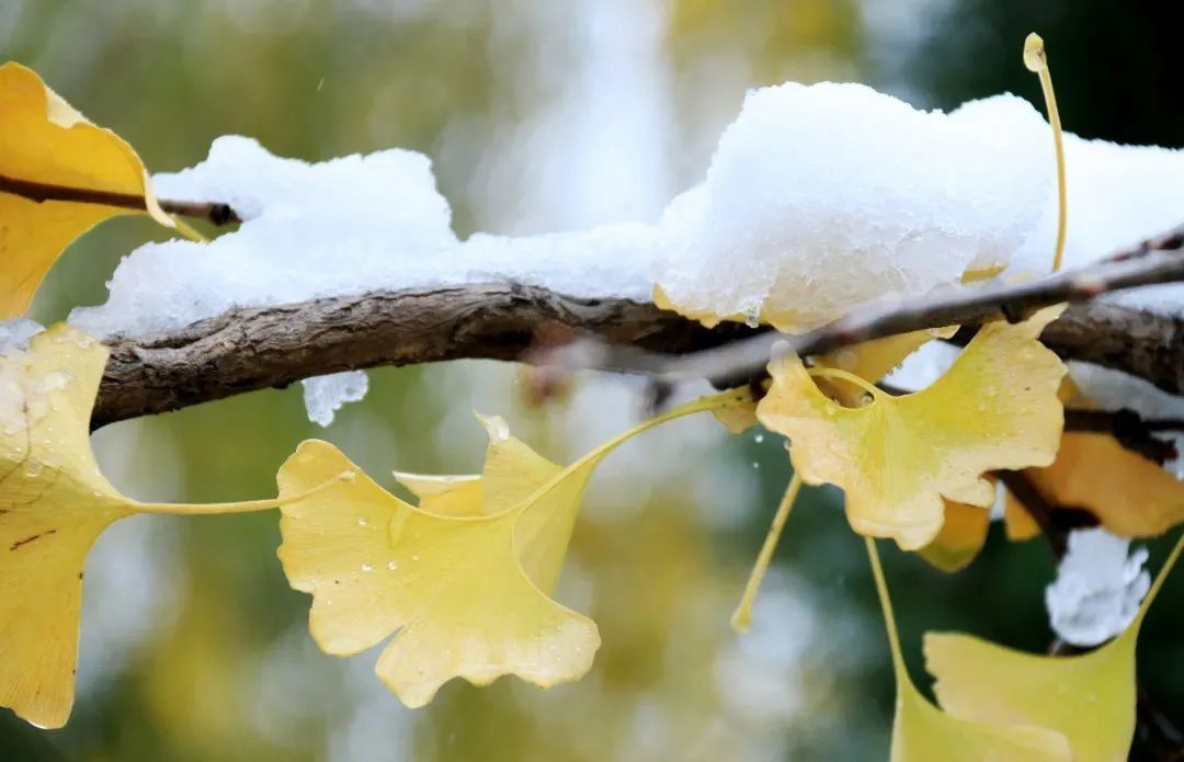 赵建民|临洮今秋第一场雪，比以往来得更早一些……