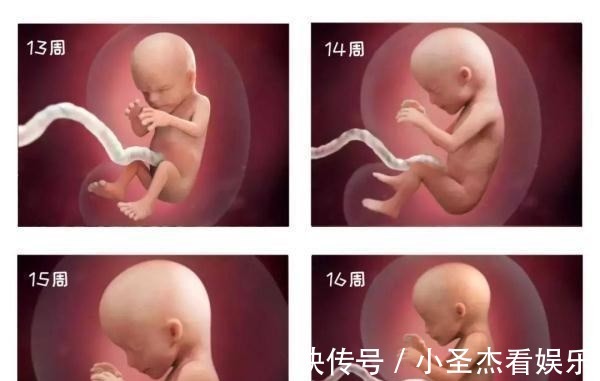 b超|由受精到新生儿,胎宝宝怎么成长的?一组过程图带你探索生命奥秘