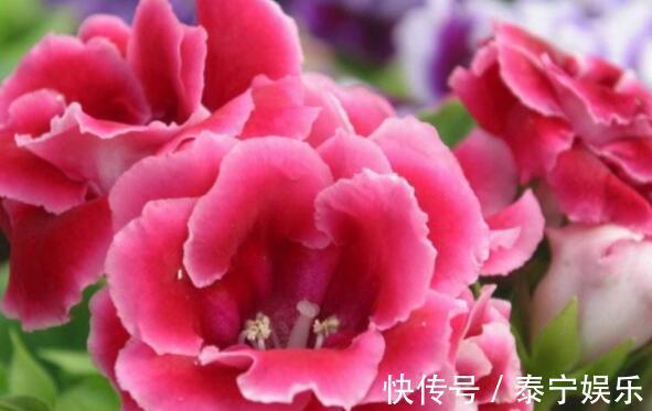 喜欢养花,不如养盆风雨兰,开花爆盆,开出小花园