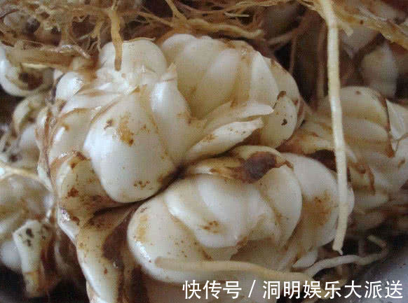 排毒|月经量越来越少多吃4种“零食”,抑菌排毒,滋养子宫更健康!