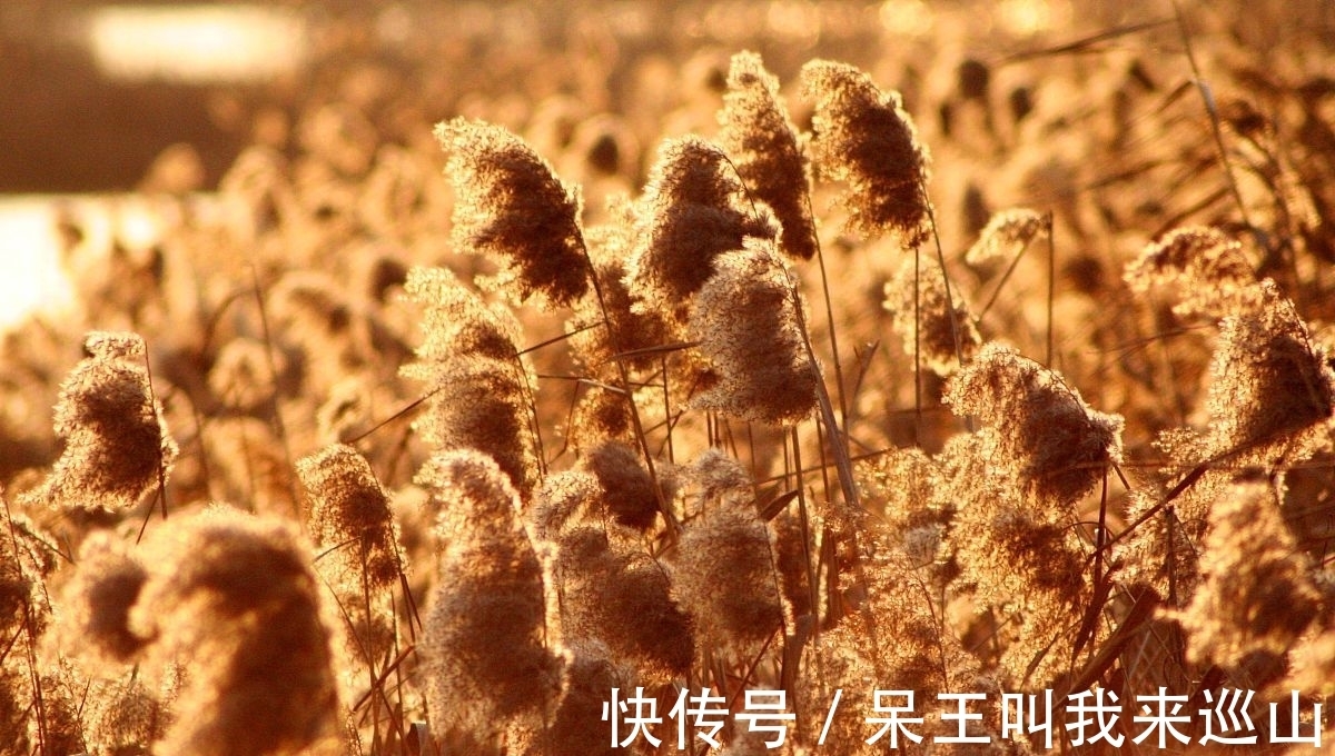 读书人!早冬芦花古诗三首:芦花装被暖,枫叶受霜干