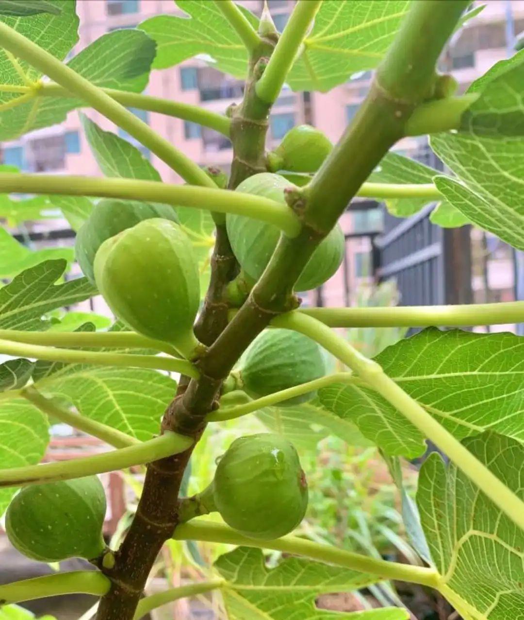 门口种了一棵花,竟被说是不吉利,怼回去:关你P事