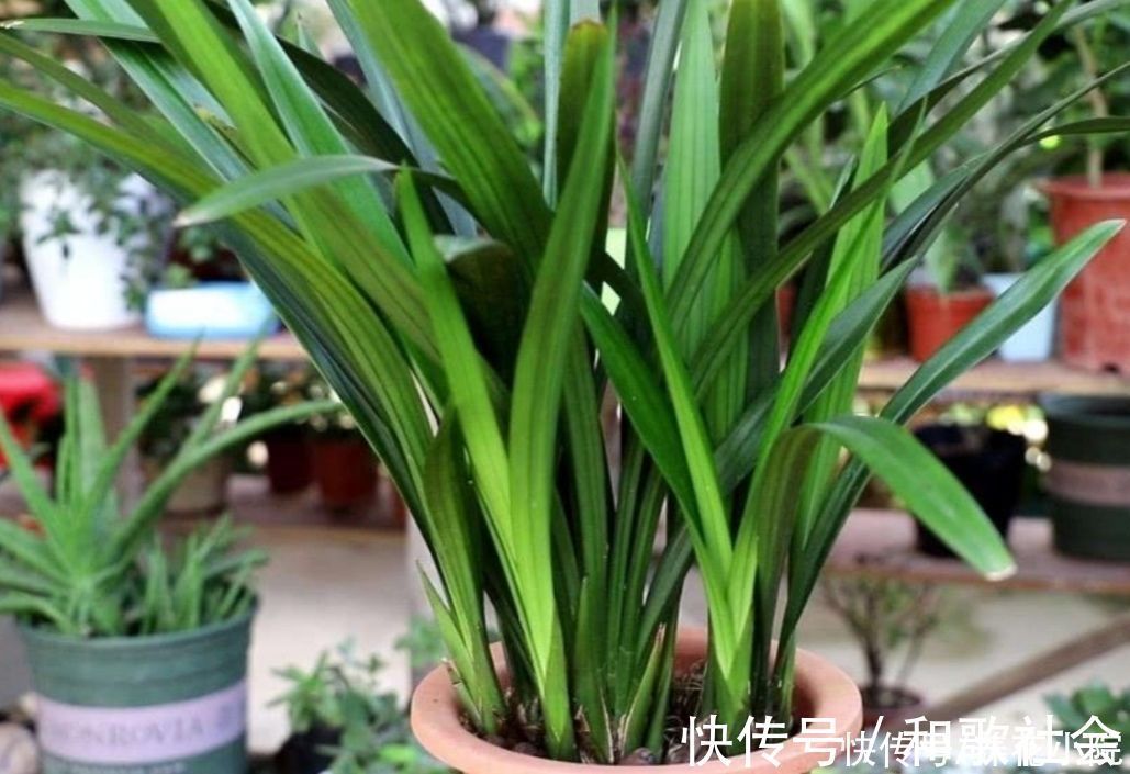 技巧|养兰花浇水很关键，记住几个浇水技巧，兰株不烂根不空根