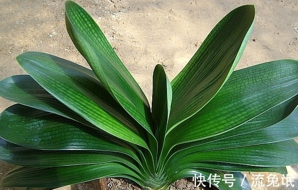 根系|如何判断君子兰需要换盆了,看准这些