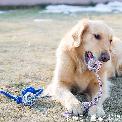 小恶魔|新手养狗,这0~12个月狗狗成长指南,赶快来看看吧