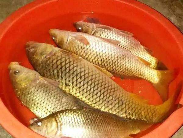 测试水中是否有鱼的方法,钓鱼前可以试试